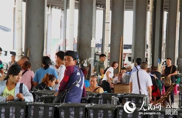 中缅跨境农业 水涨荷花高