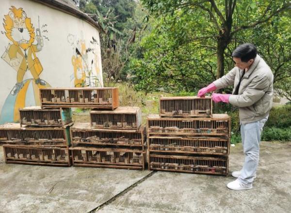 犯法了！花鸟市场起获66只鸟，一店主被刑拘