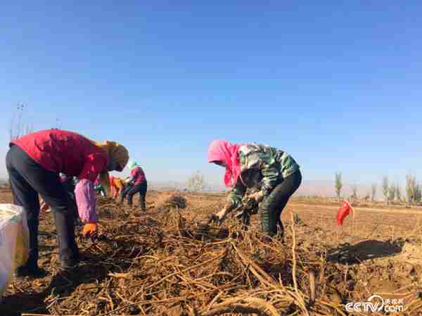 甘肃景泰：特色产业搭台 唱响村民致富曲