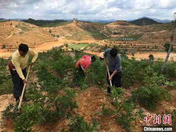 「沿着高速看中国（广东）」广东紫金“金光大道”成帮助农民致富的“康庄大道”